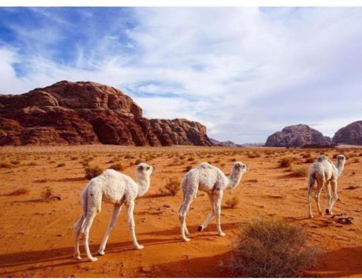 Hotel Star Magic Camp Wadi Rum Zewnętrze zdjęcie